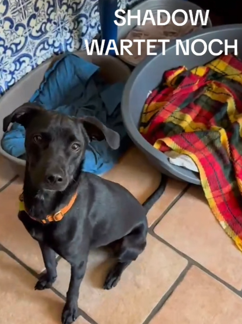 @Tierschutzhunde-Azoren