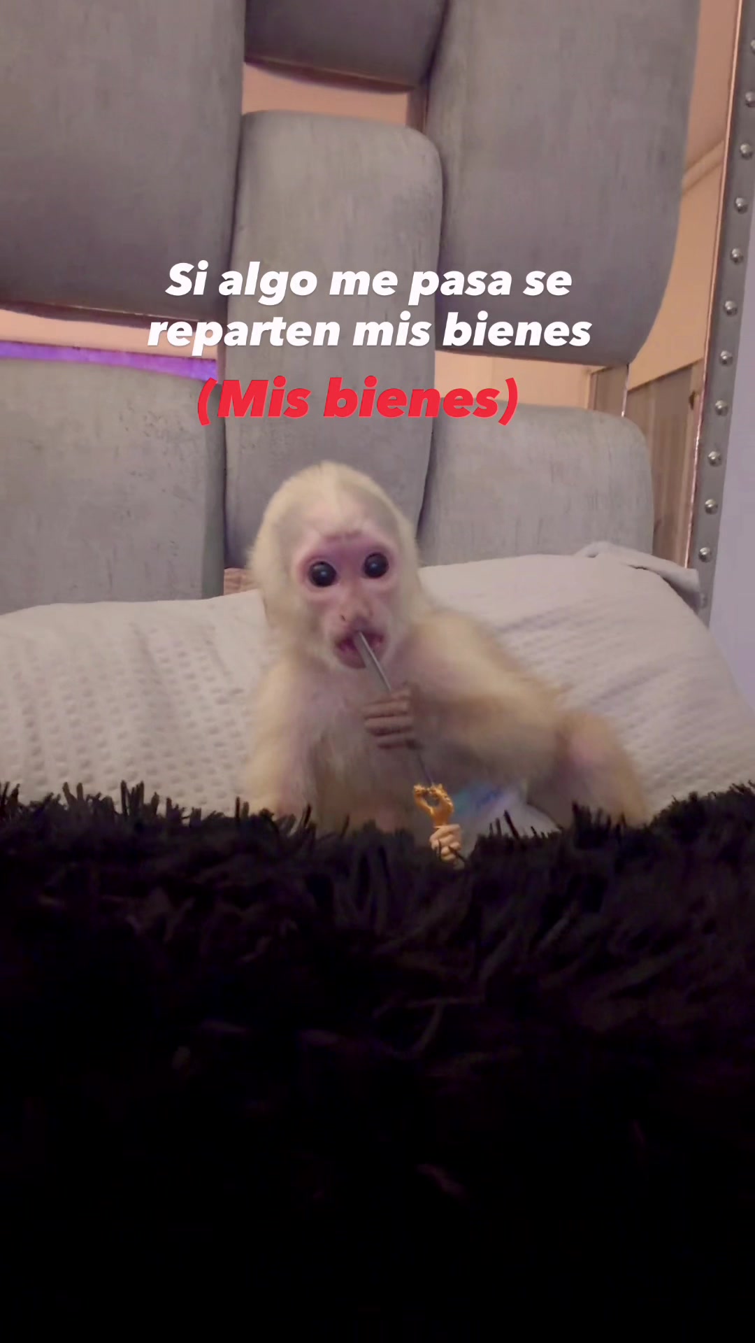 @camilaapache🐥