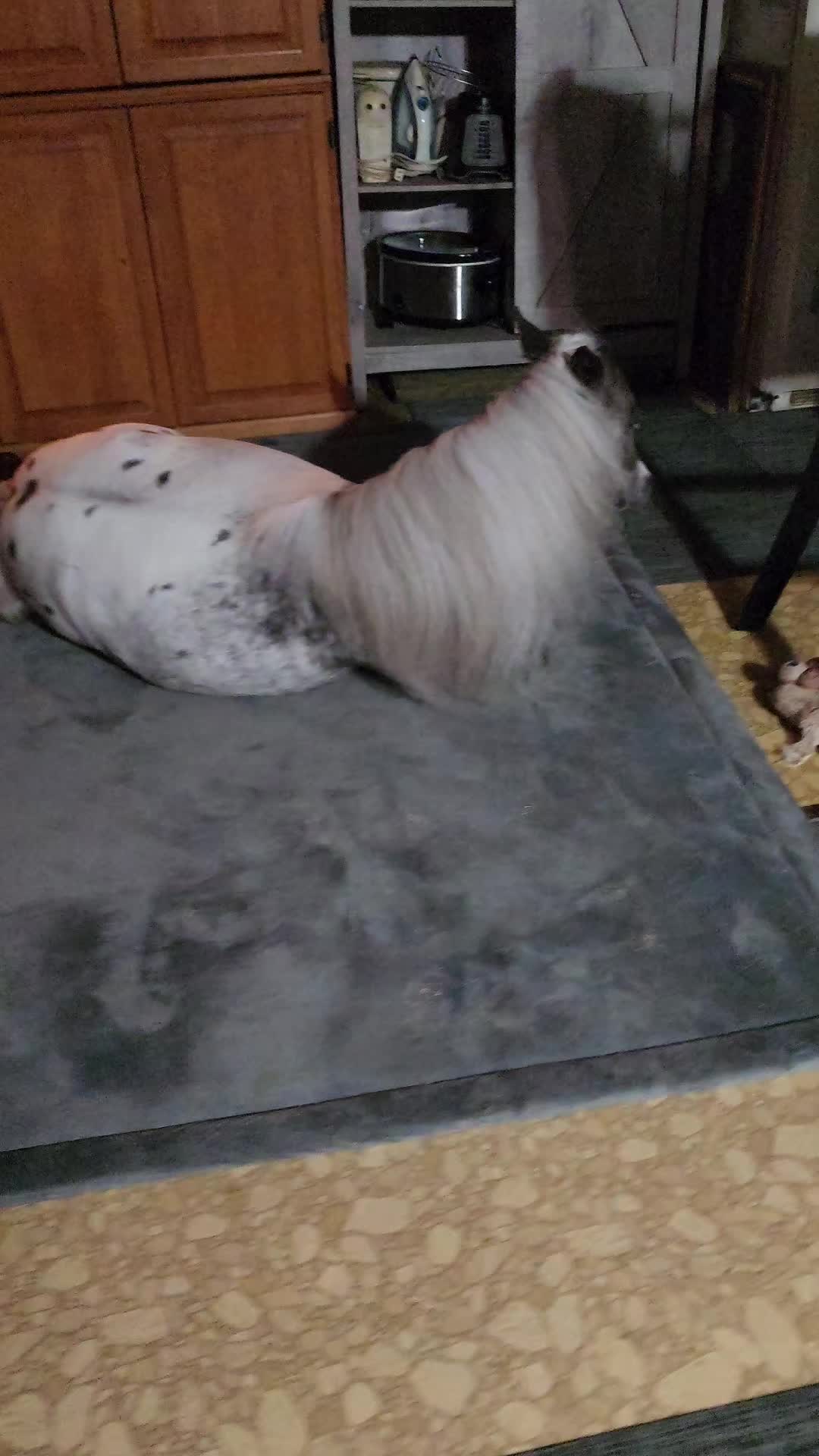 @minihorsemomandtrainer🐴🐴🐴🐴