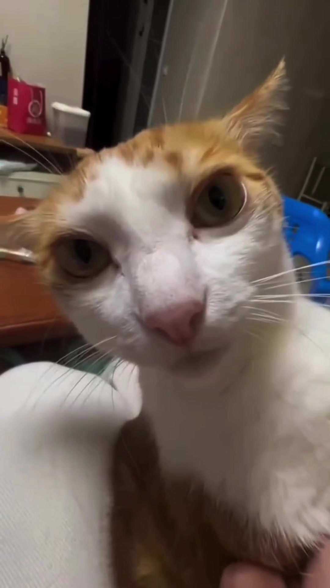 @𝗖𝗔𝗧𝗦