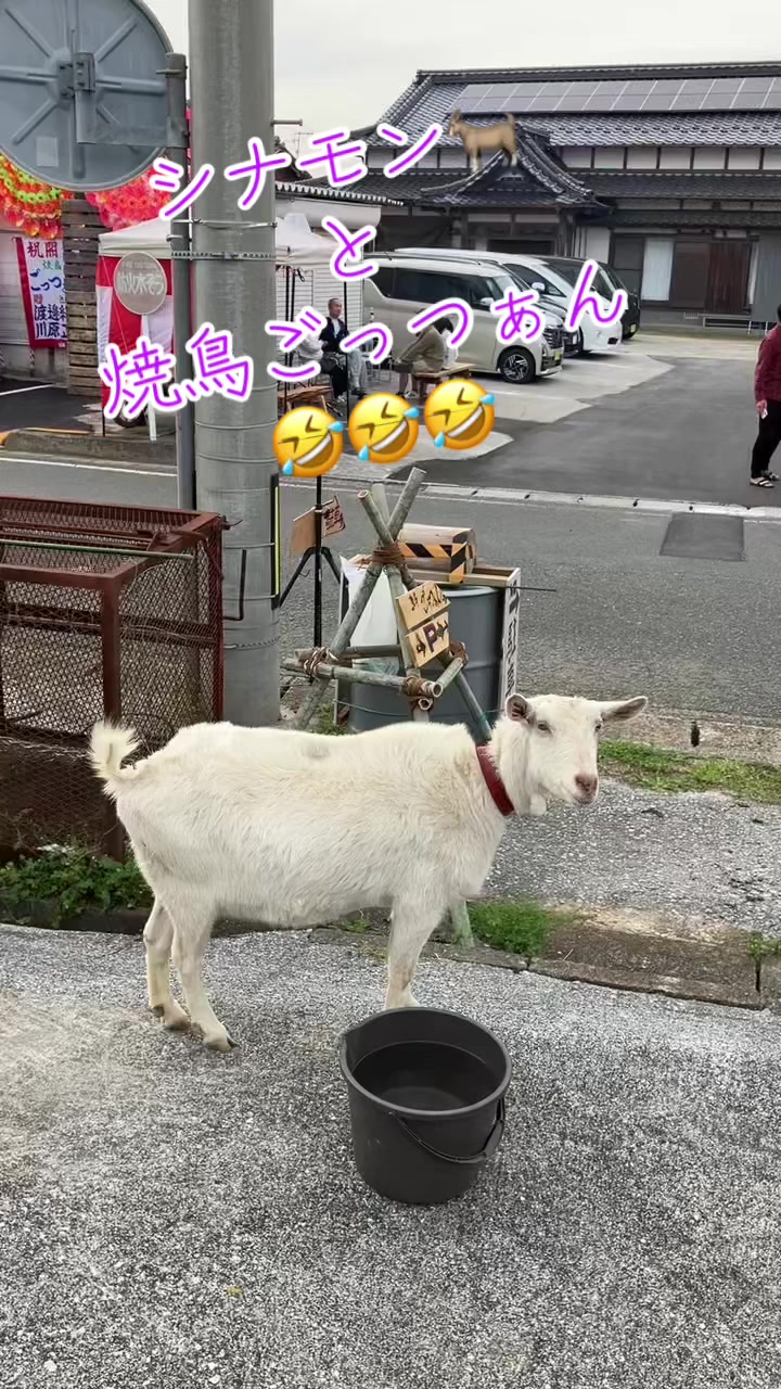 @ちゅうたん
