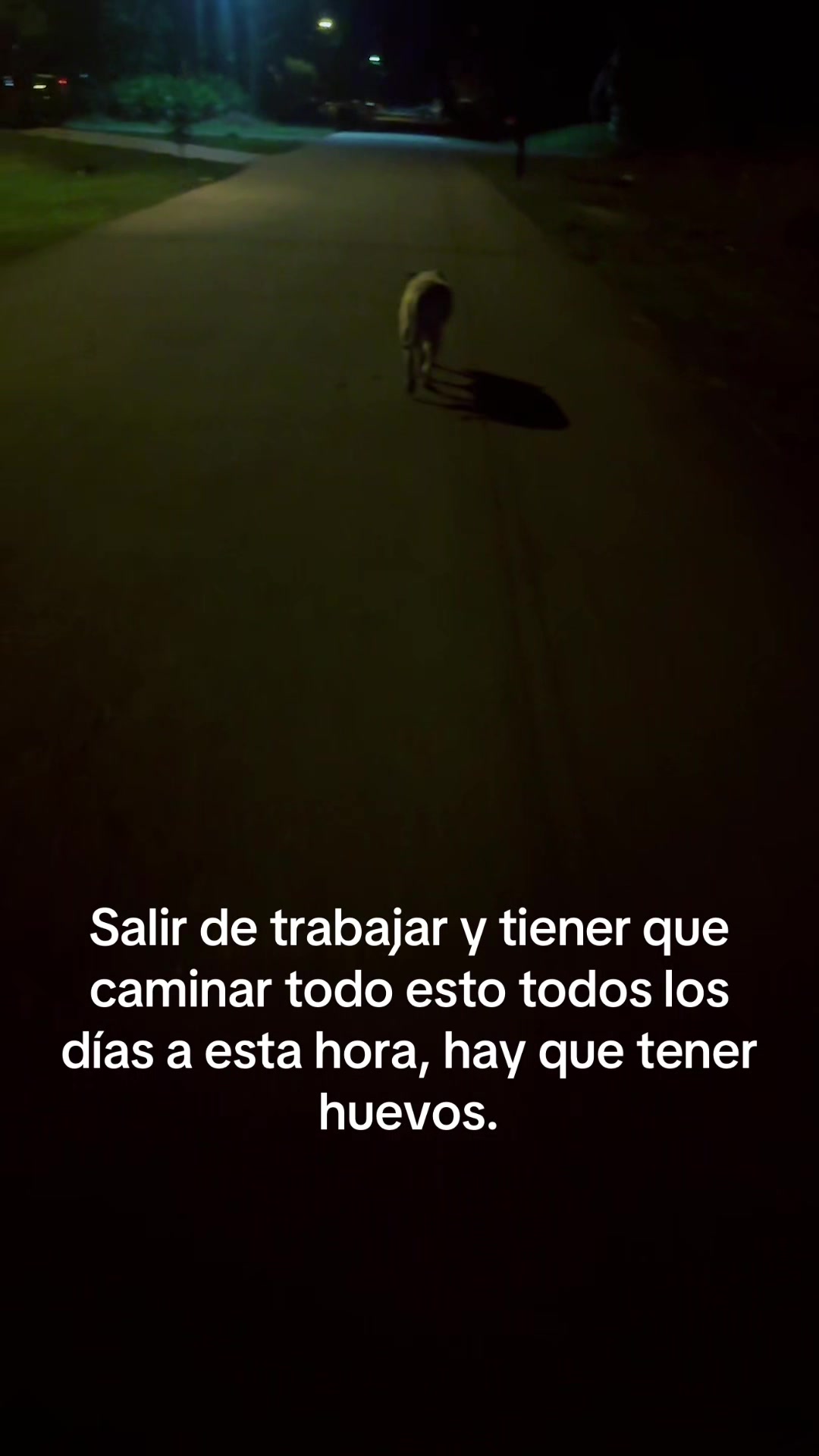 @DOGOMAN
