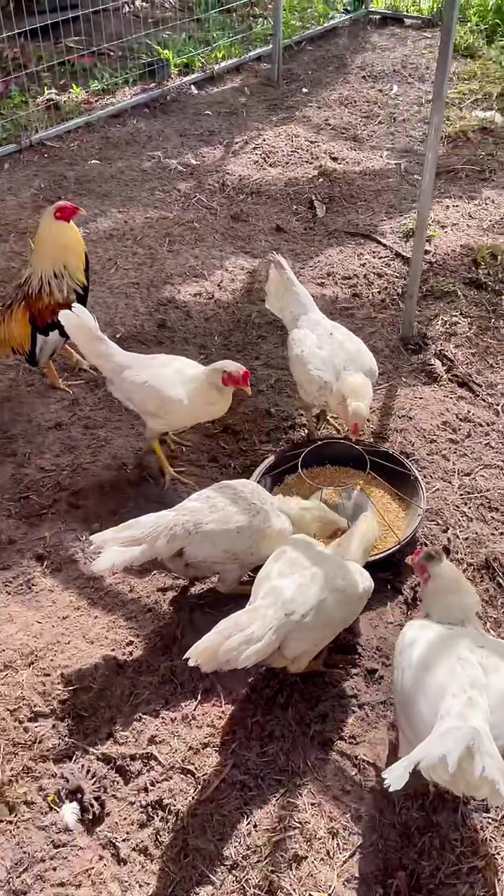 @Quốc Bảo ( baosting)
