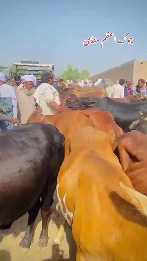 @mazhar Iqbal layyah wal