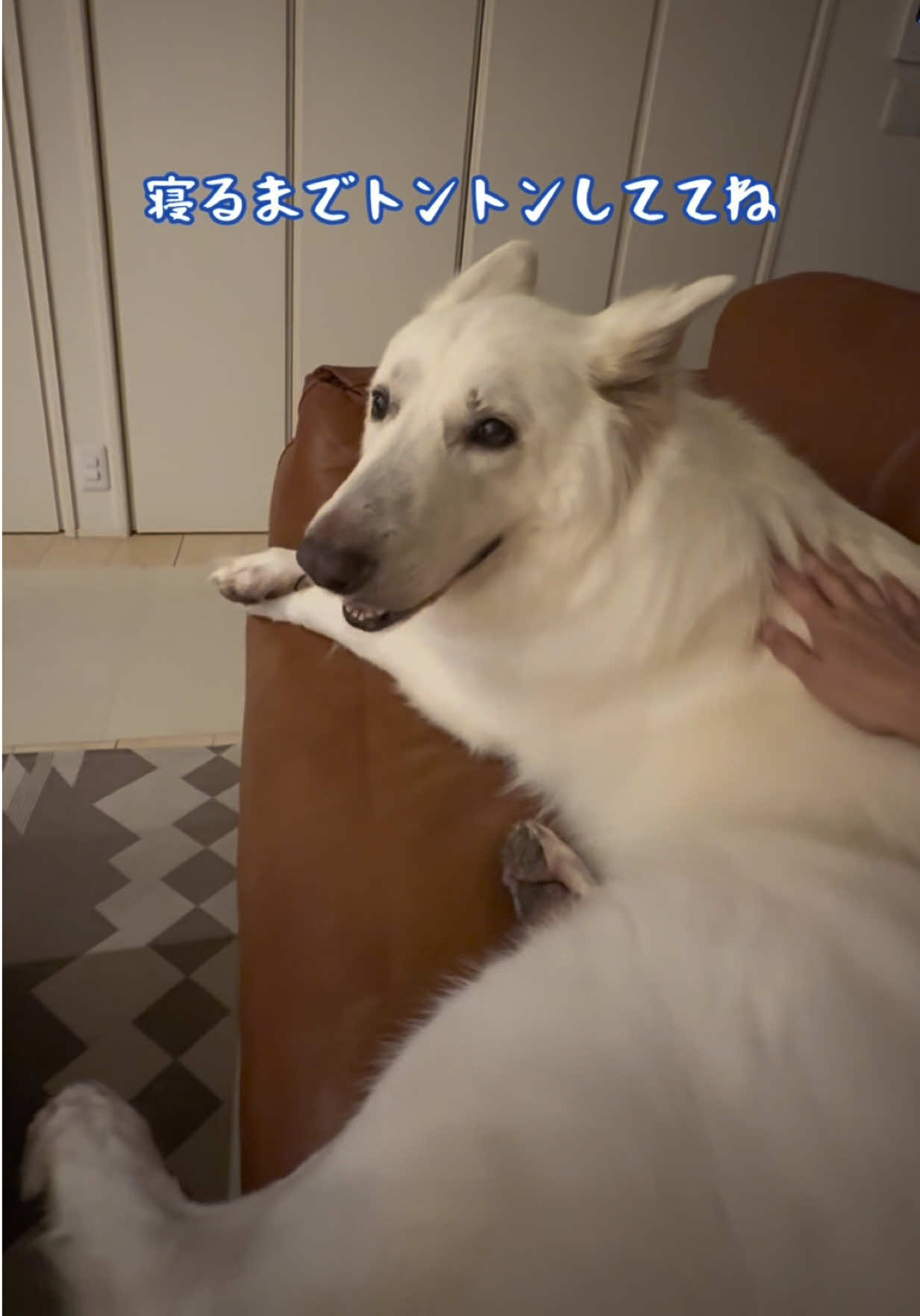@leo