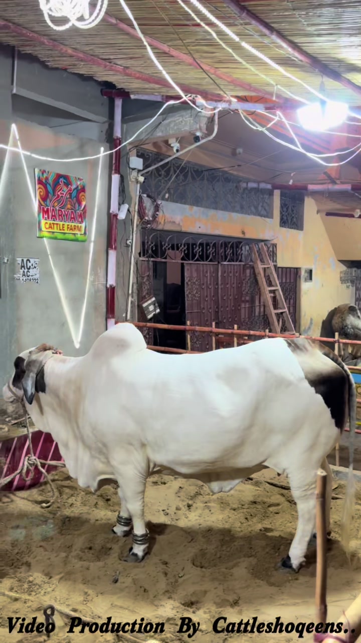 @cow lover😍