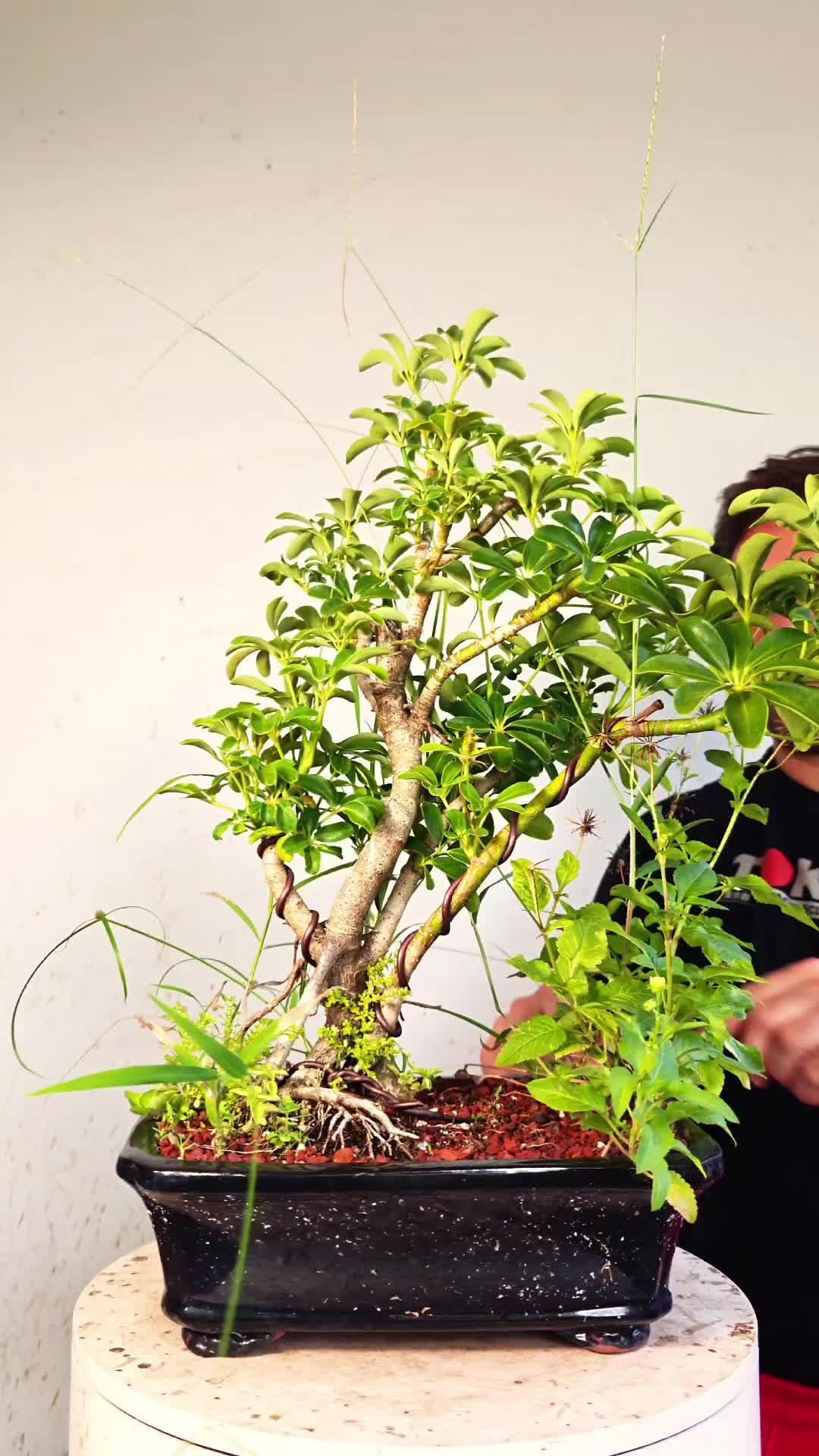 @Bryan Loves Bonsai