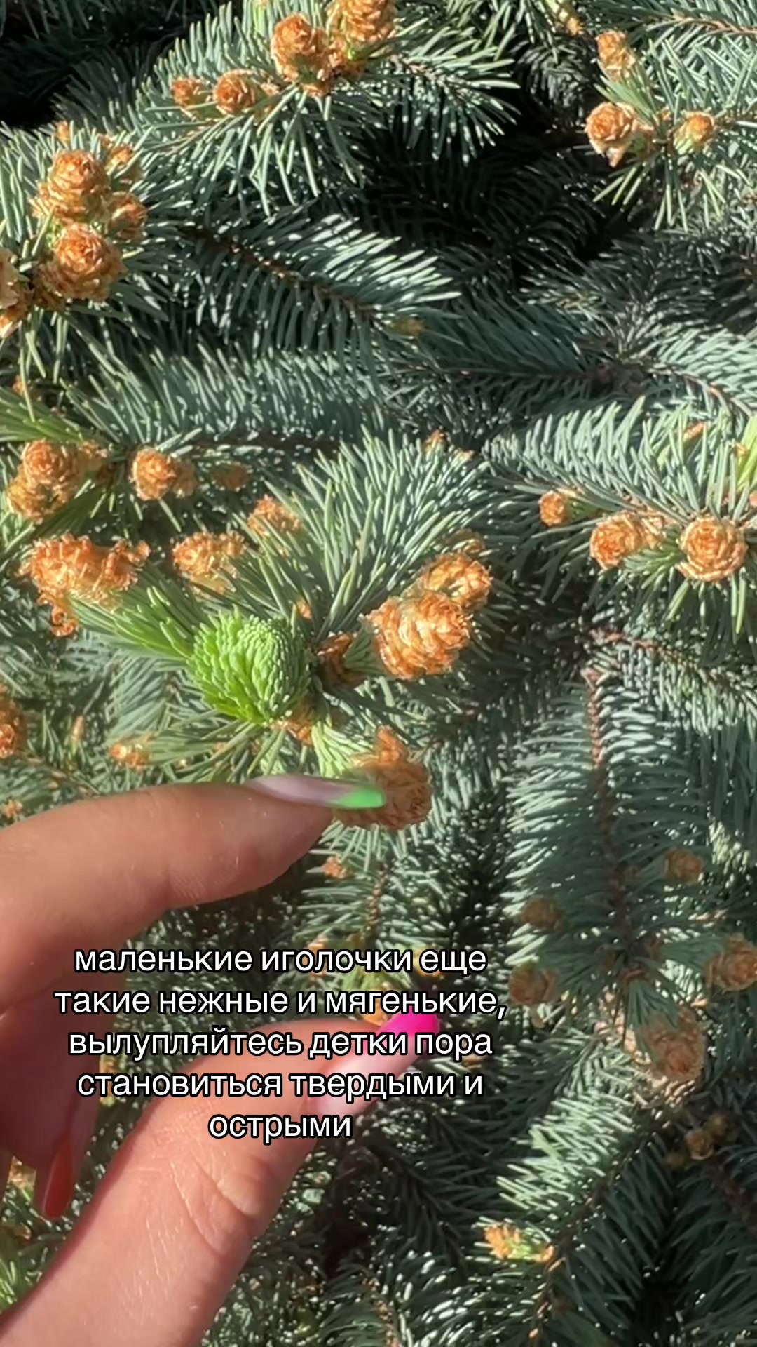 @пунечка