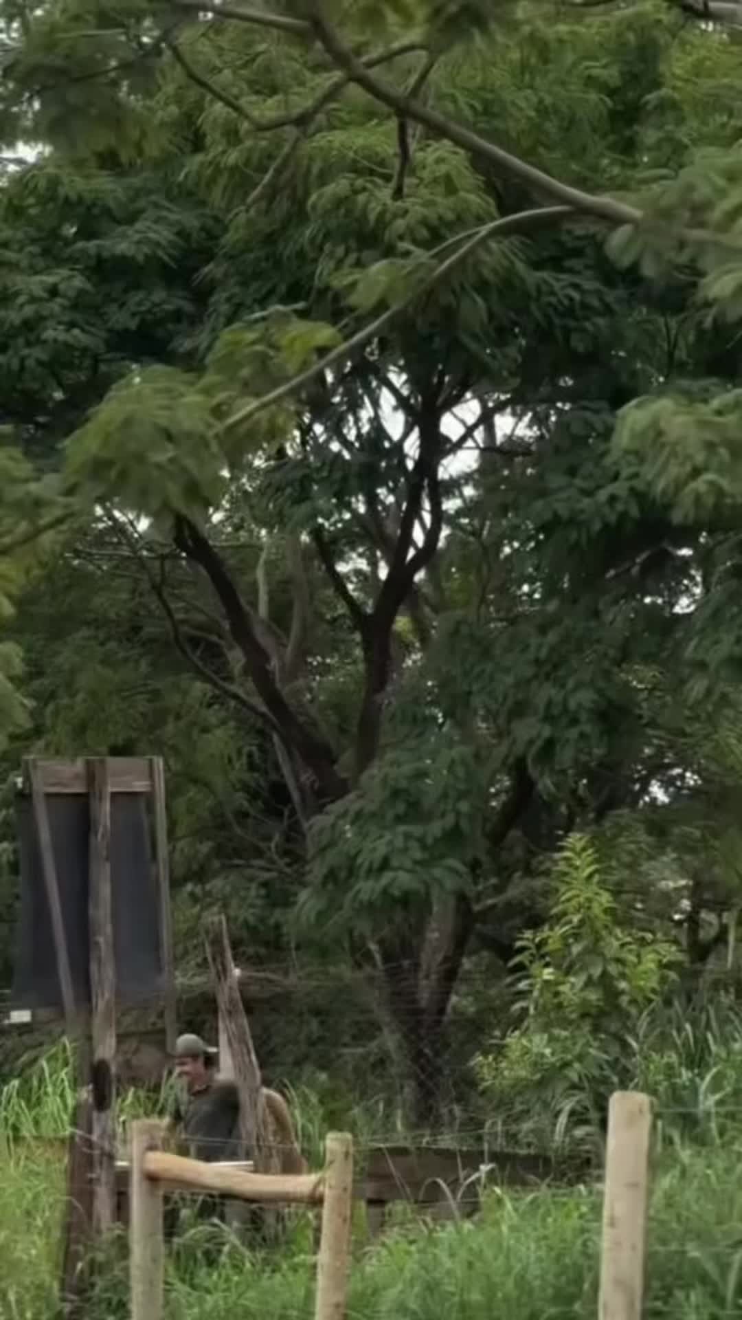 @Pedro Morales