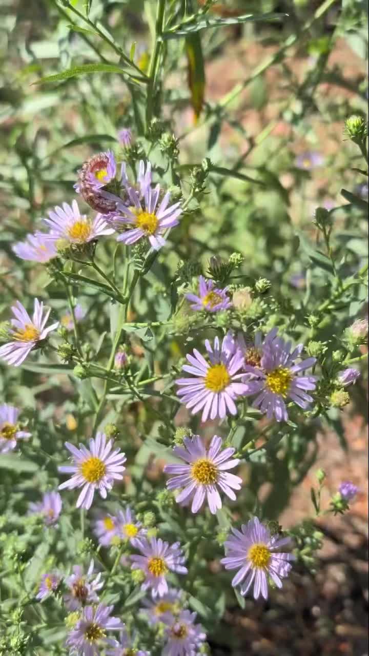 @🌱Plant Native Plants!🦋🐝