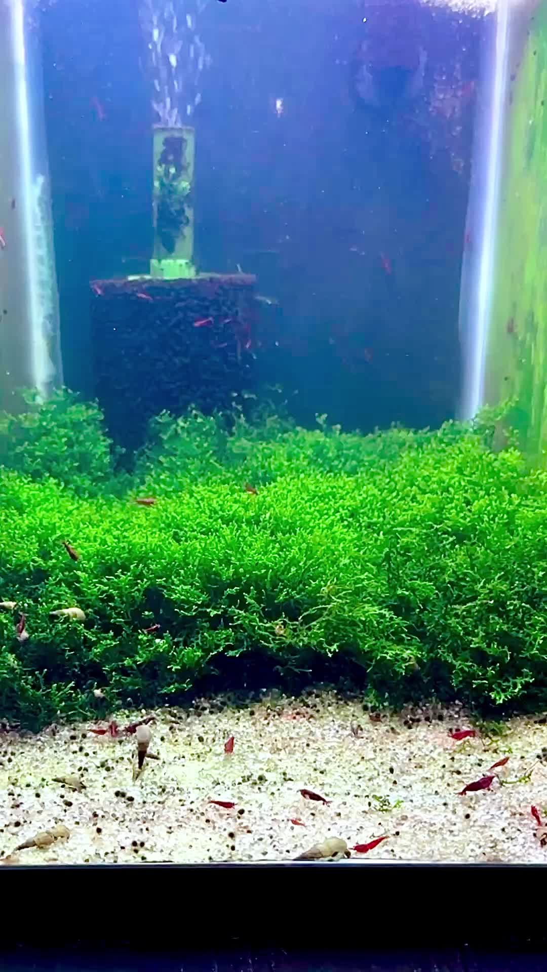 @Daku Aquatics