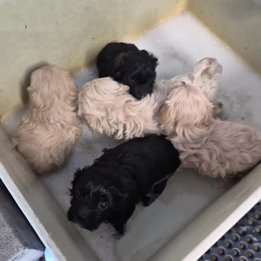 @Barb's Precious Pups