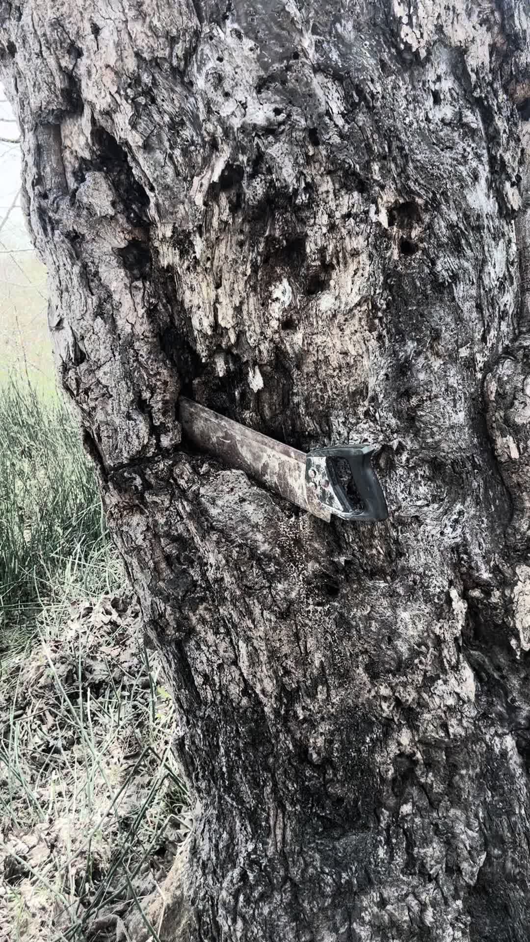@demontoof