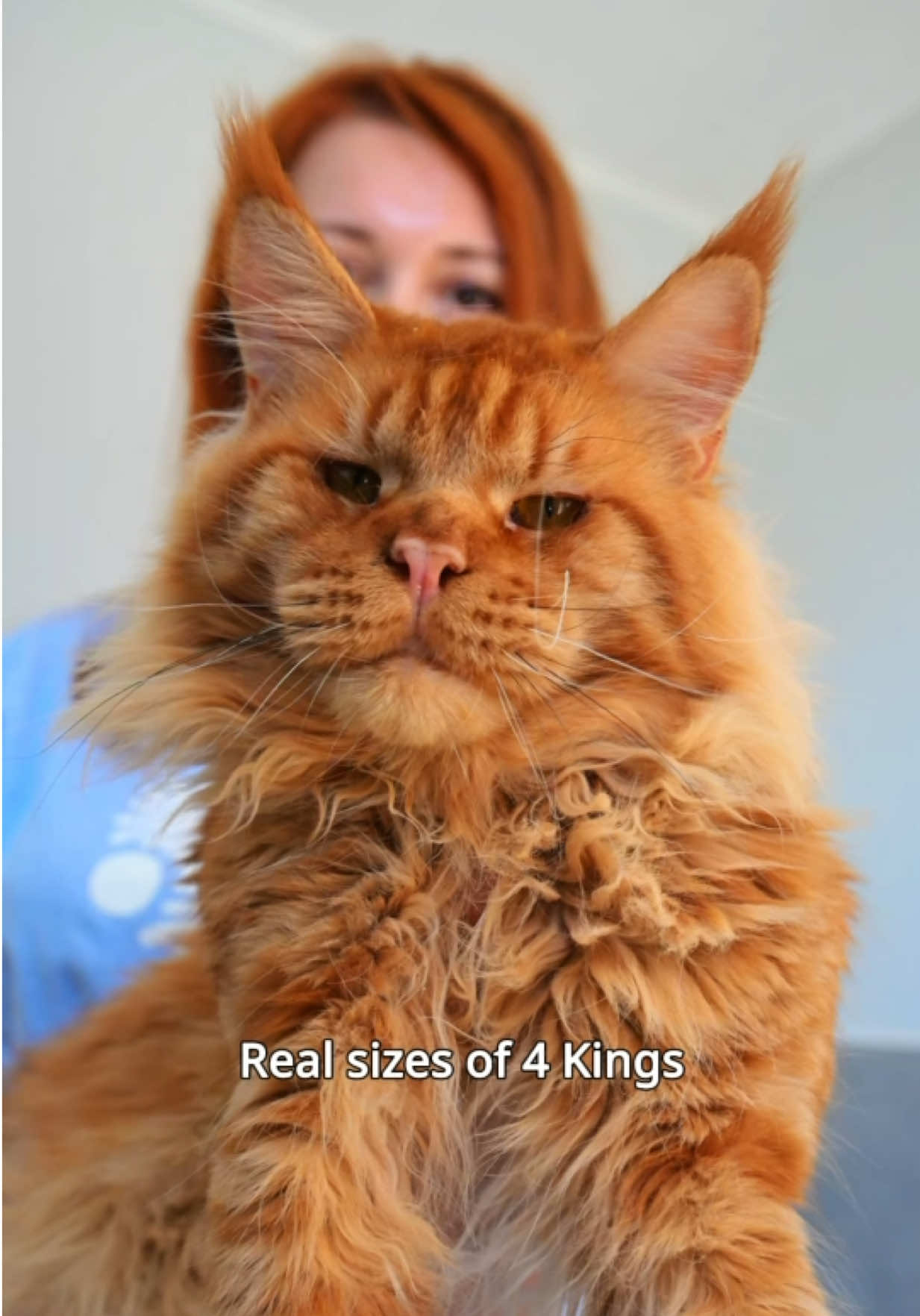 @Tassel Ears Maine Coon Cattery