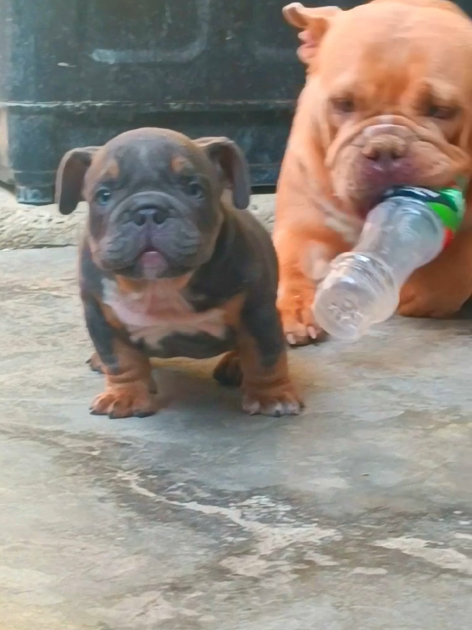 @arevalobullsper&uacute;