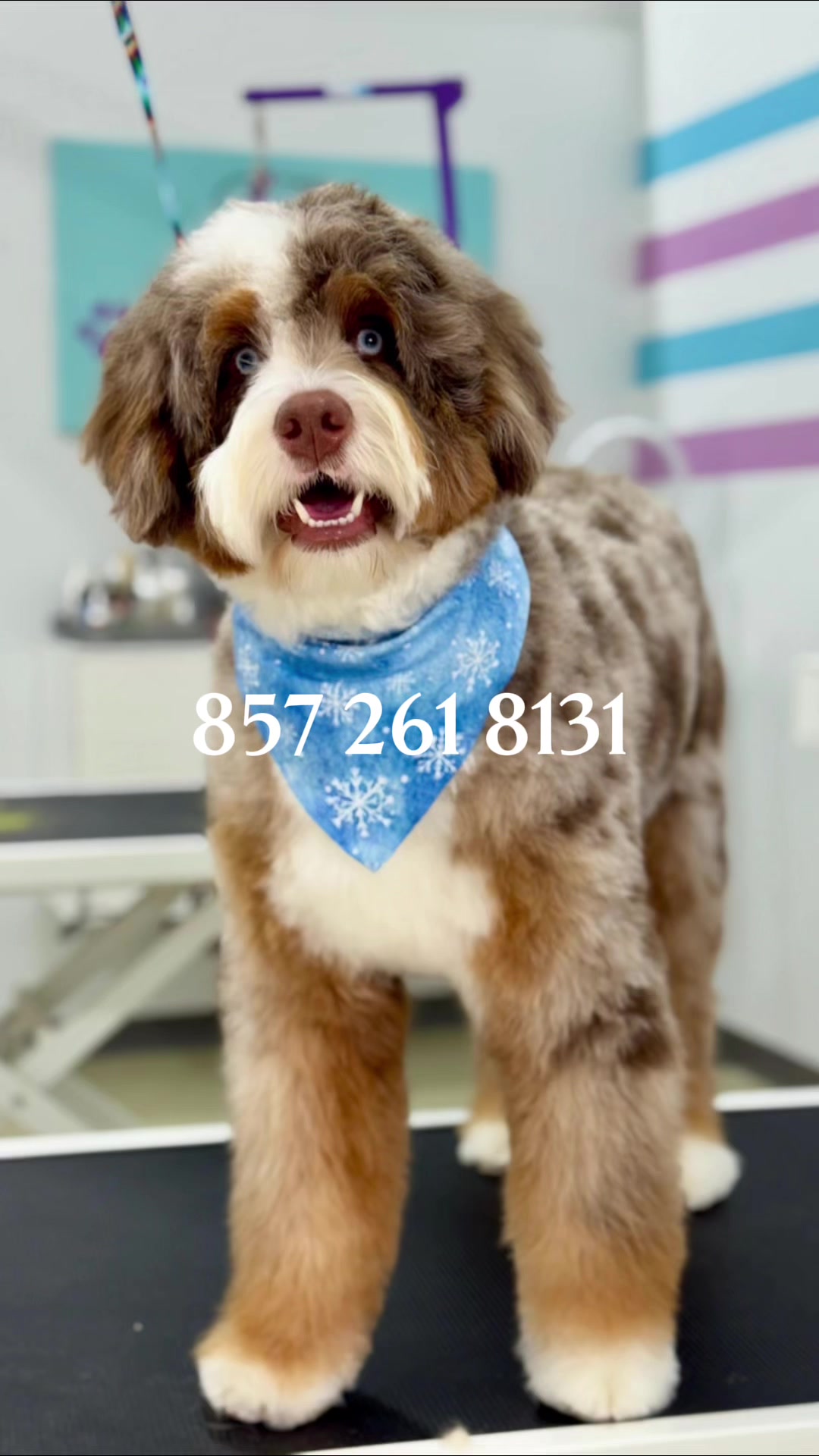 @Sincere Groomer