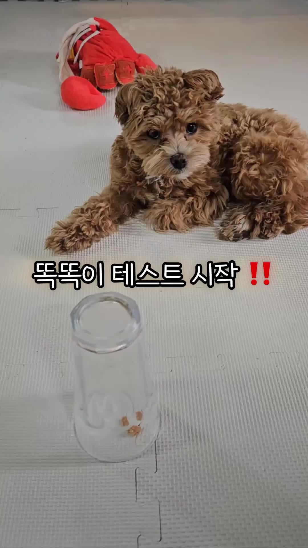@말티푸 하루 🐾🐶