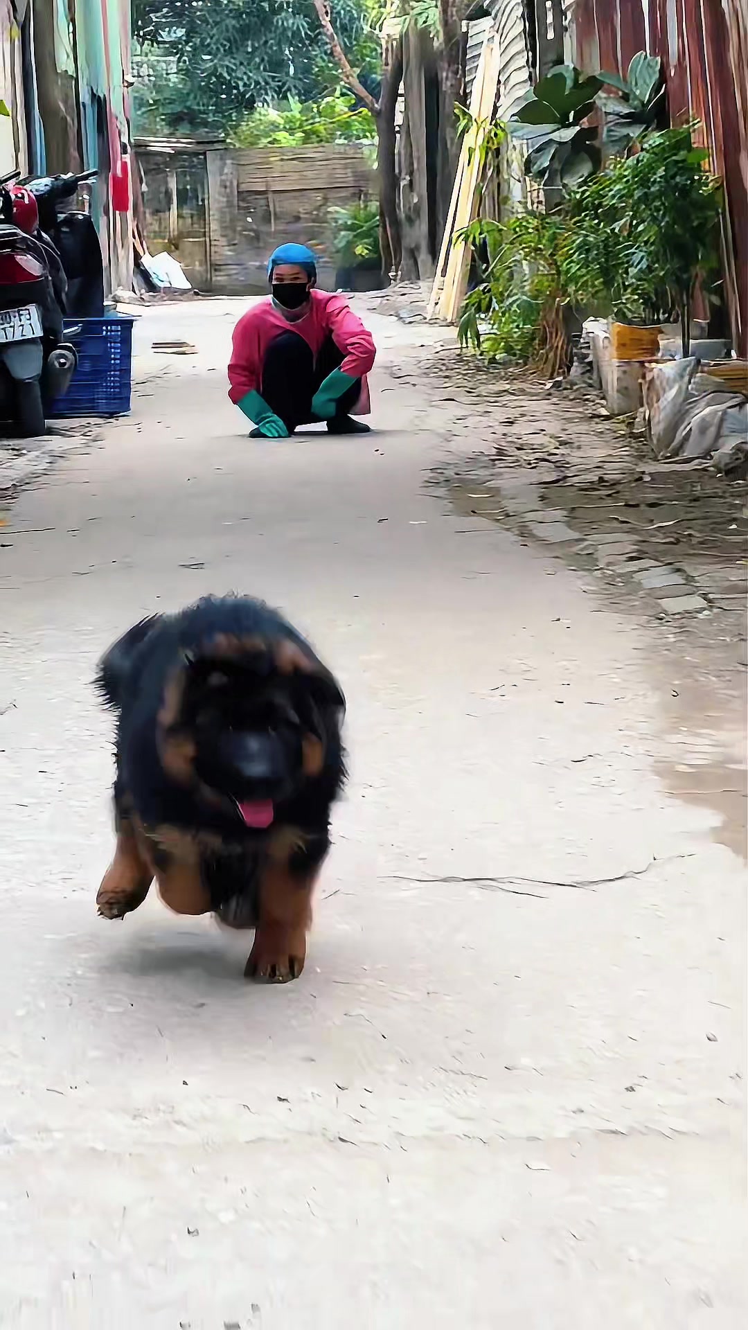 @Trại ch&oacute; Becgie ho&agrave;ng Minh