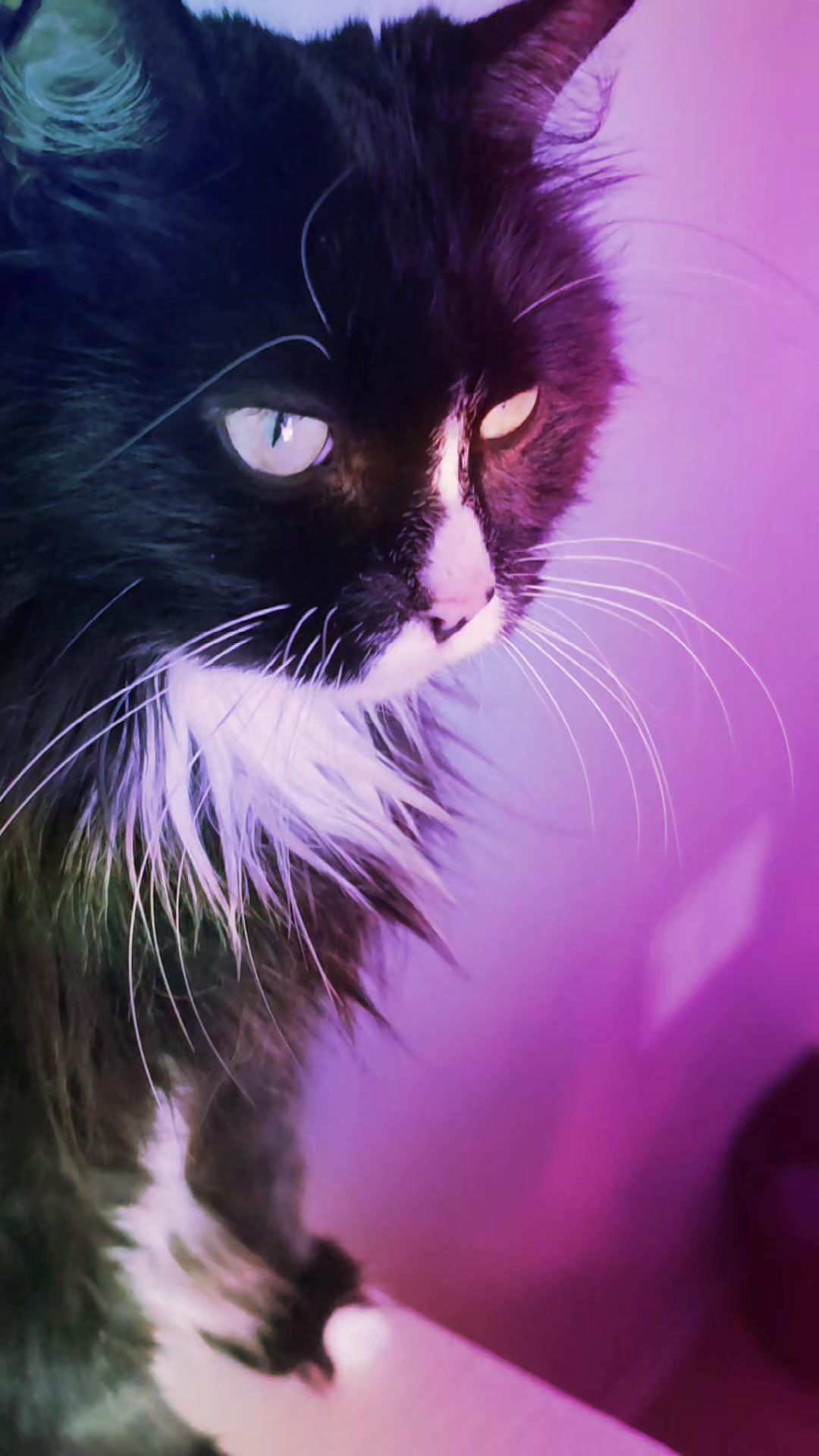@AtticaTheTuxedoCat
