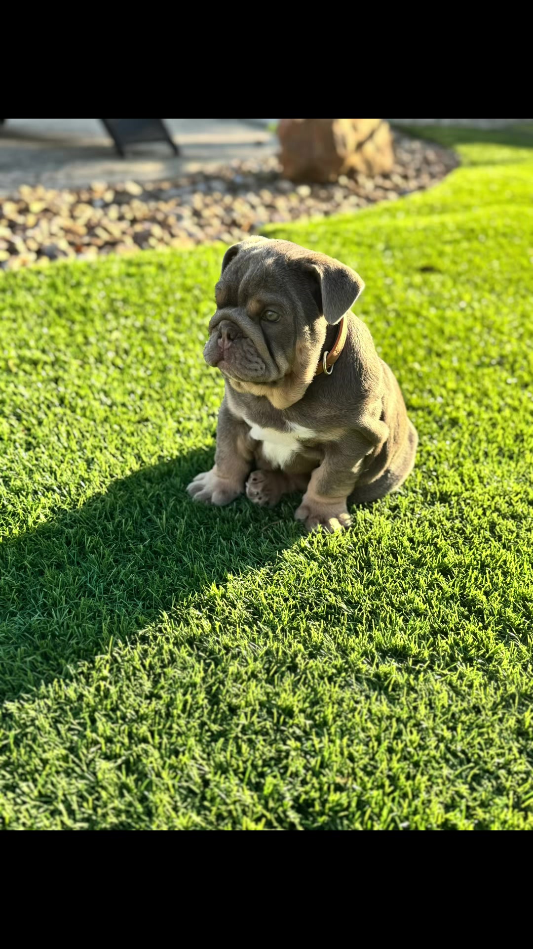 @RawlsTheBulldog