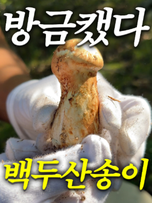 @해운대송사장