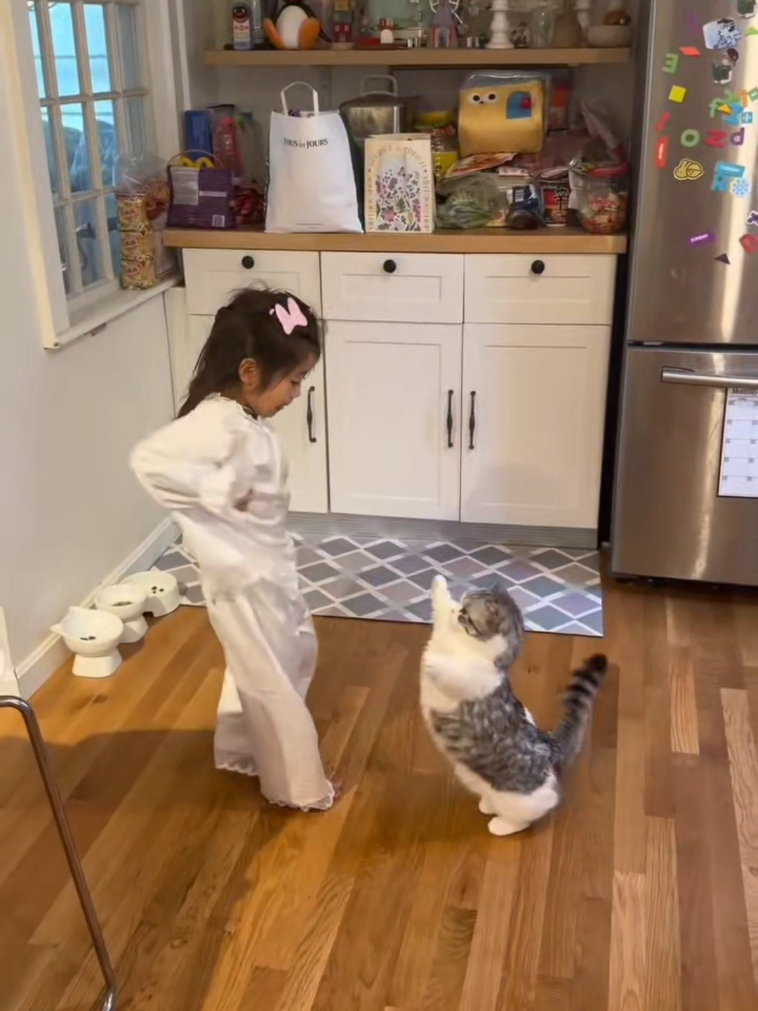 @Chonky World Of Cats