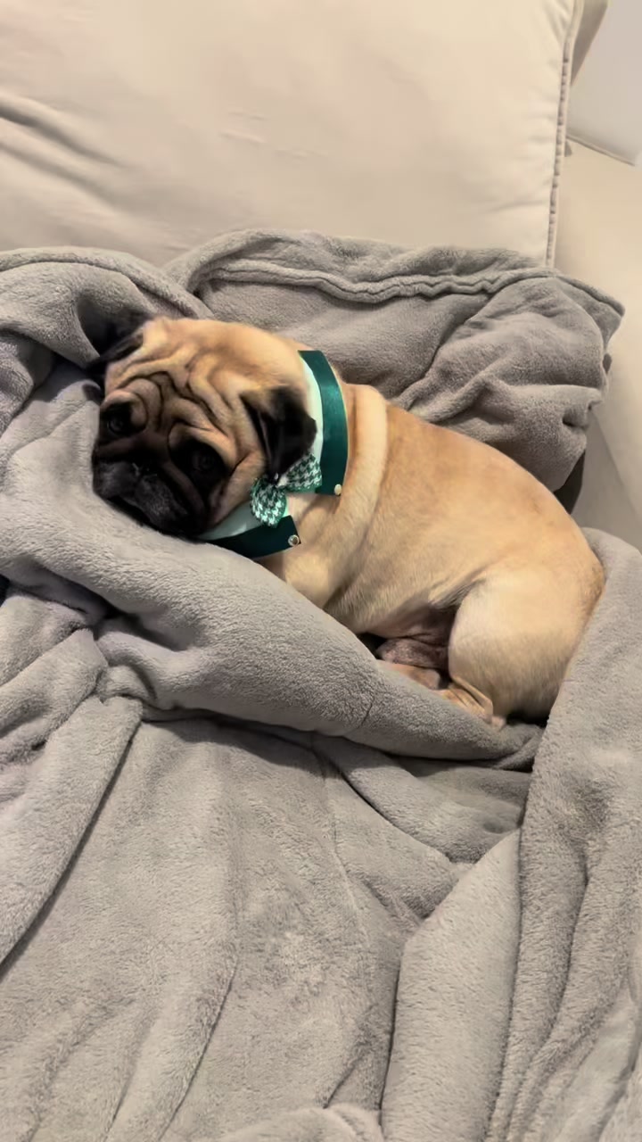 @pugSofyHarry