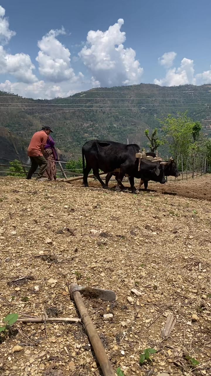 @थानेश्वर ज्ञवाली