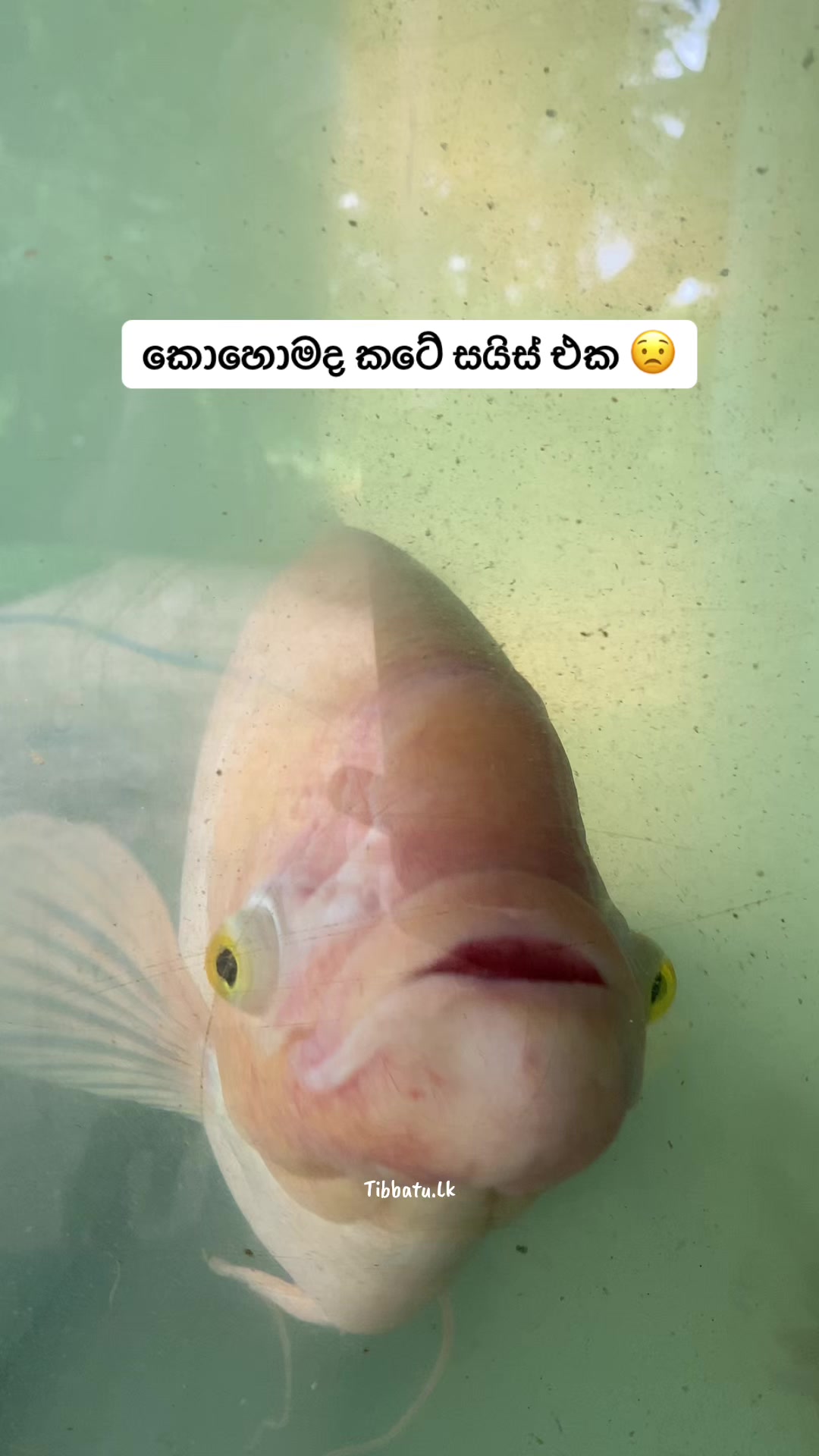 @Thibbatu.Lk