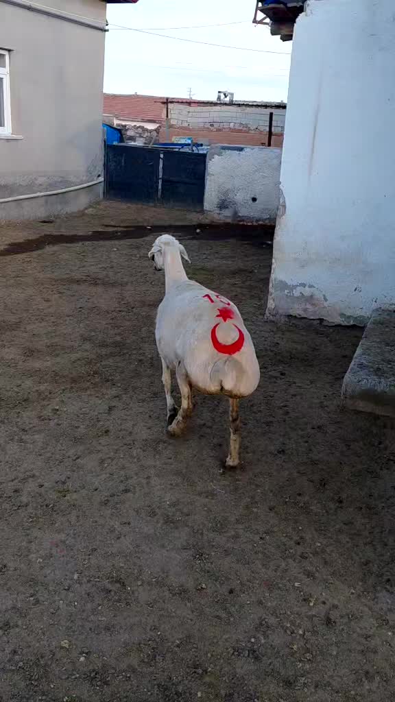 @Ramazan G&uuml;ltekin