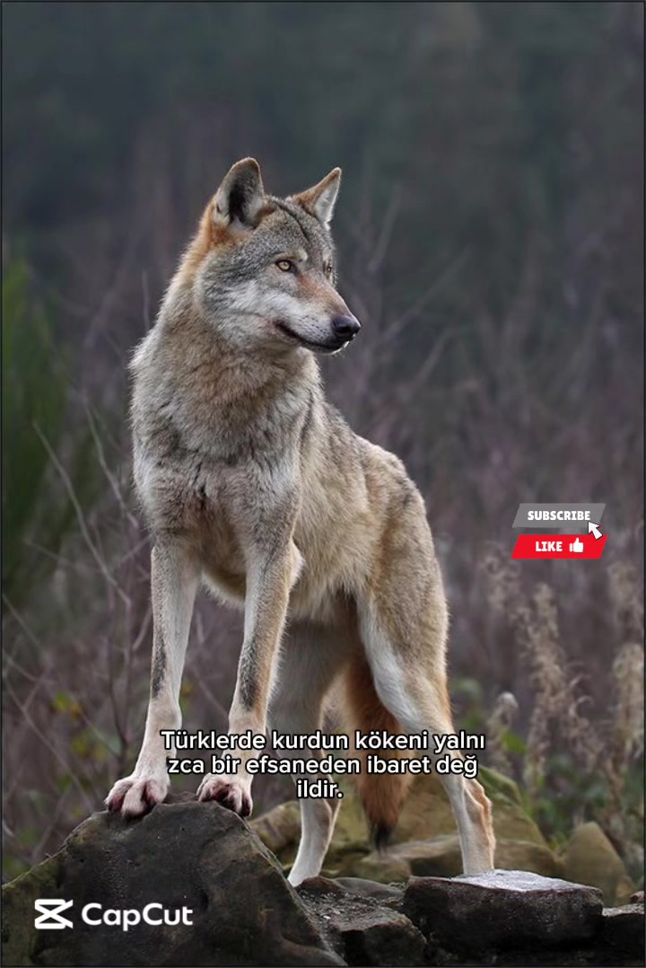 @TARİHMAHŞERİ
