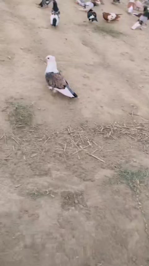 @عدیل رحمن لیہ وال کبوتر باز