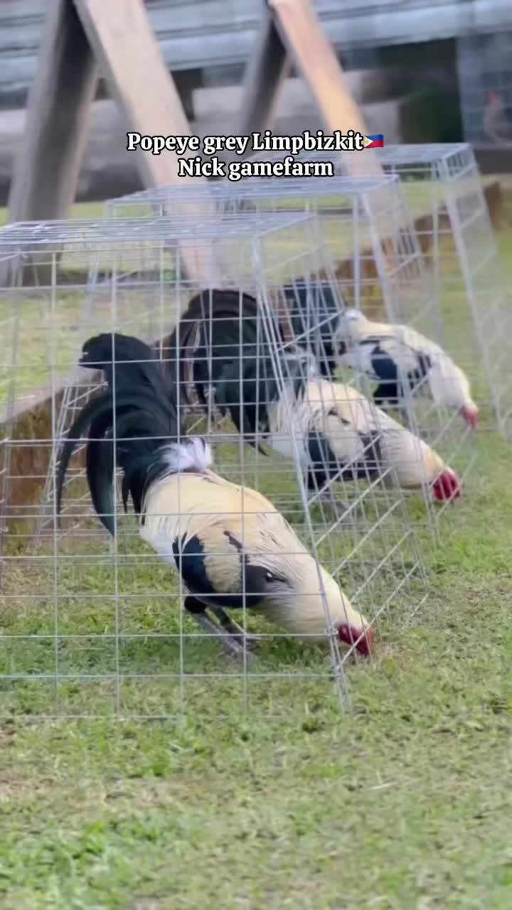 @NICK GAMEFARM