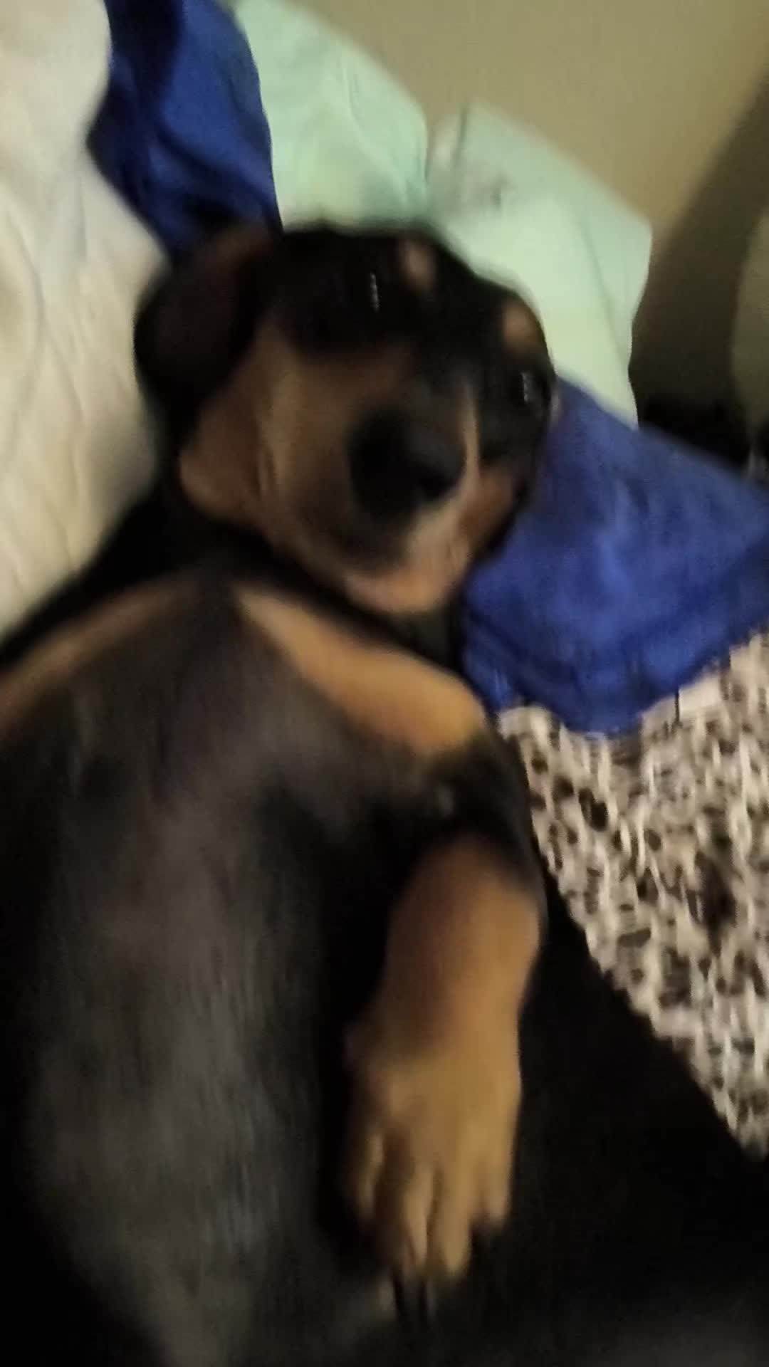 @RingDoorBellVideos