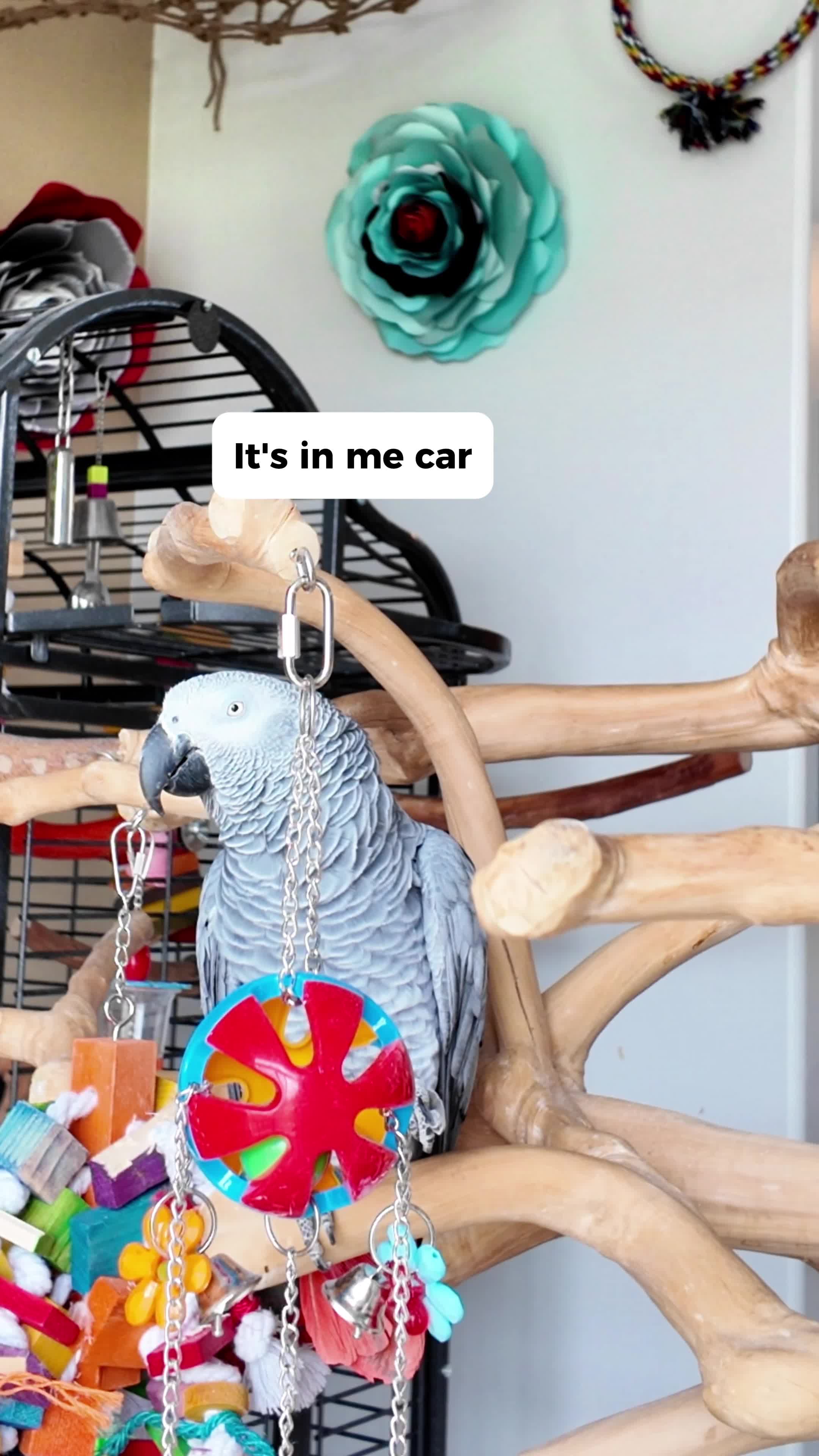 @Gizmo The Grey Bird