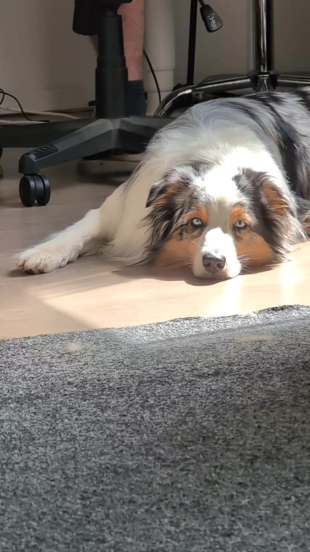 @Emma Amanda Milli (Pet hotel)