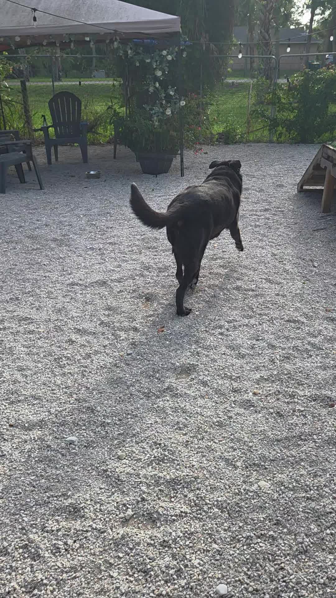 @tatumpetcarehaven
