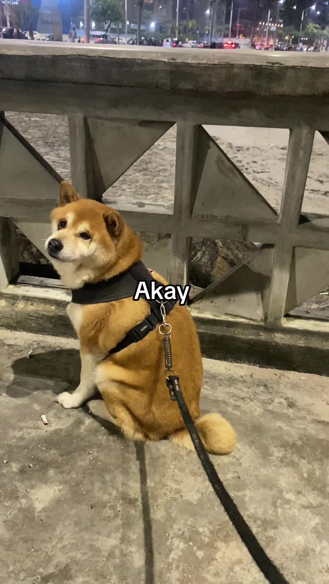 @Dj Nip