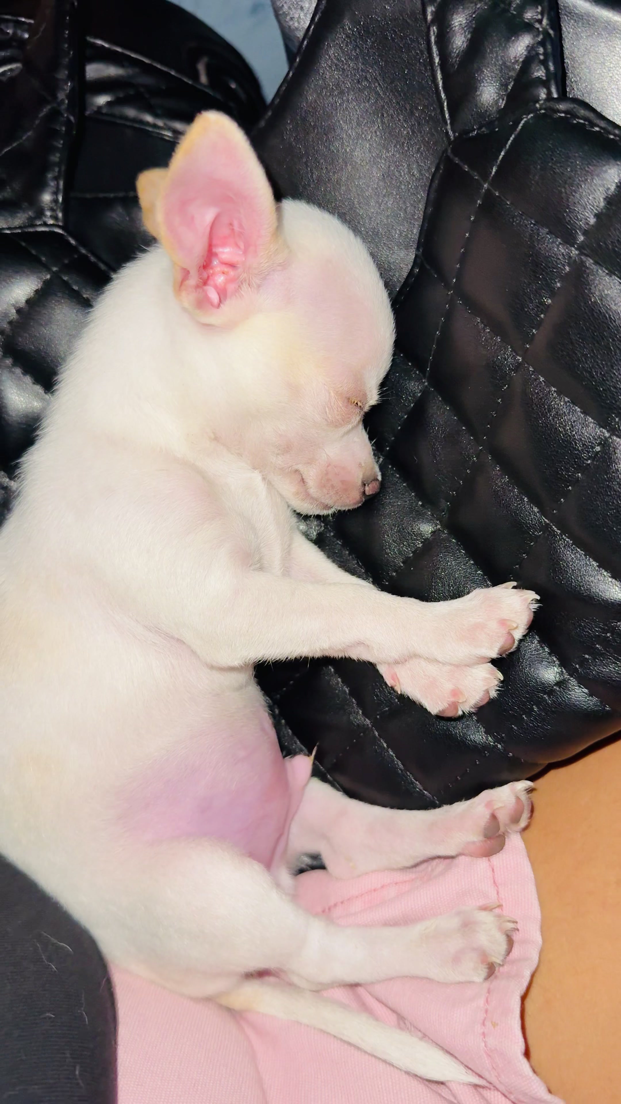 @Sweet Dreams