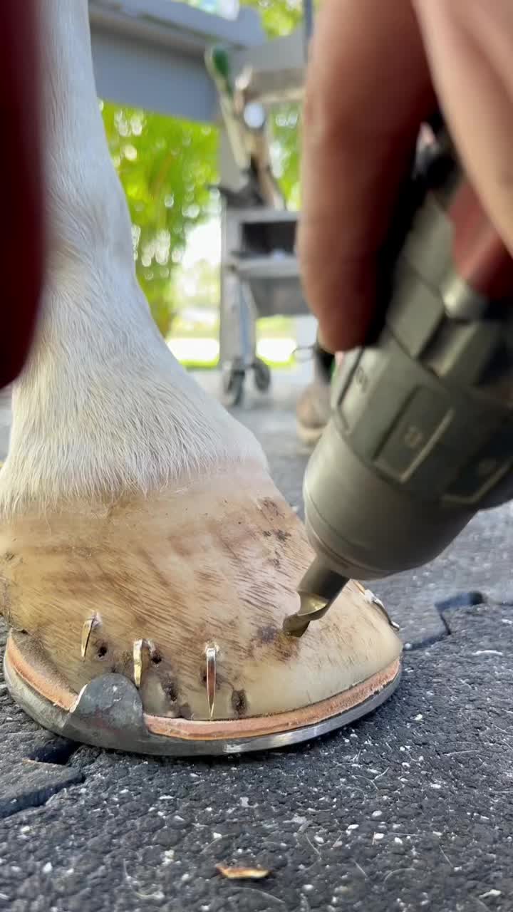 @Tessa - Animal US