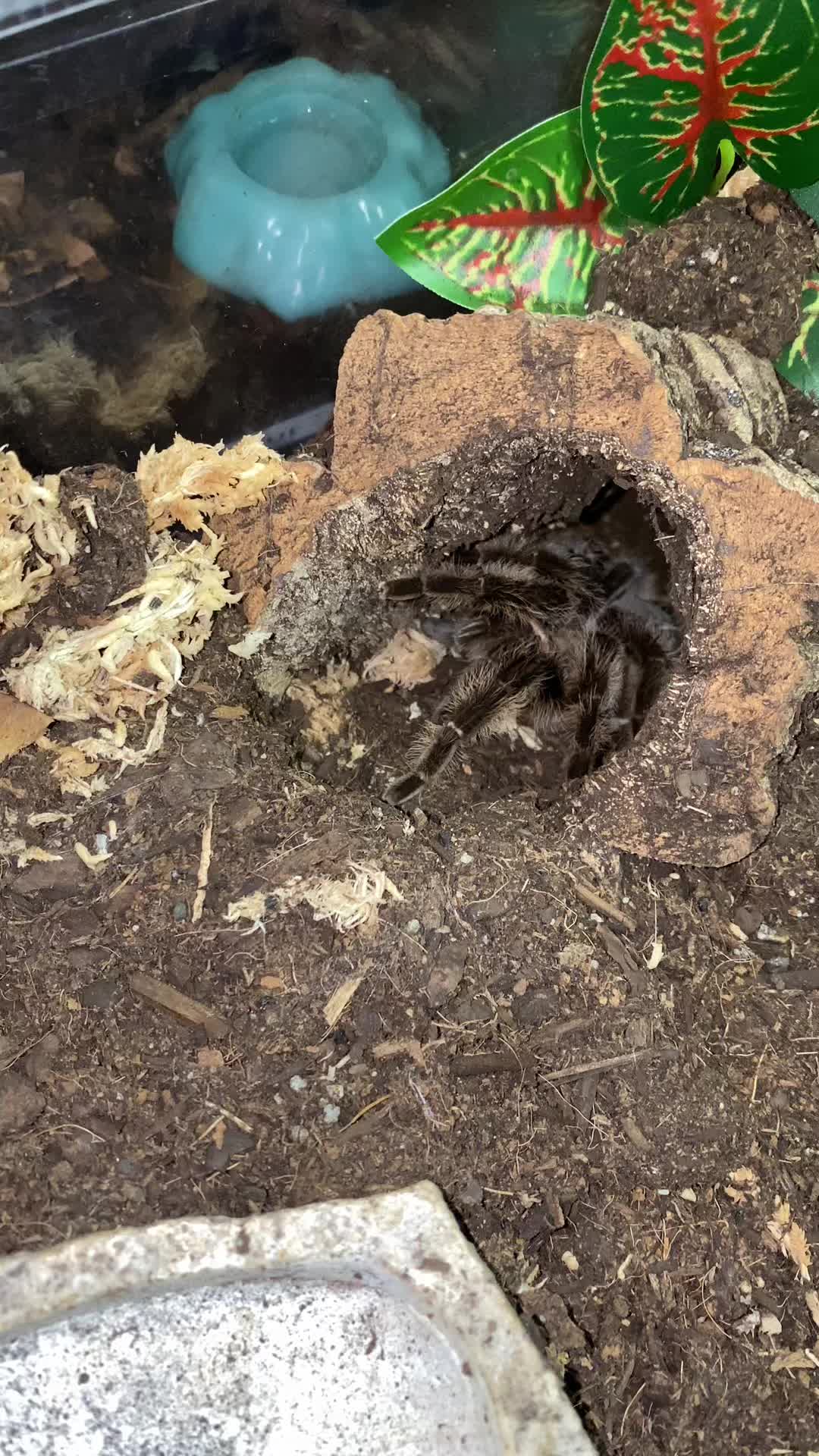 @vidaexotic_tarantulas