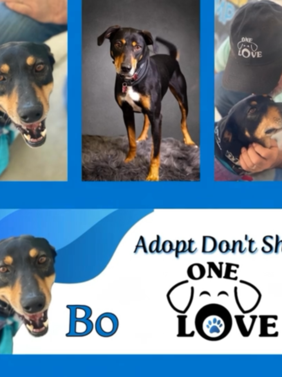 @One Love Animal Rescue Group