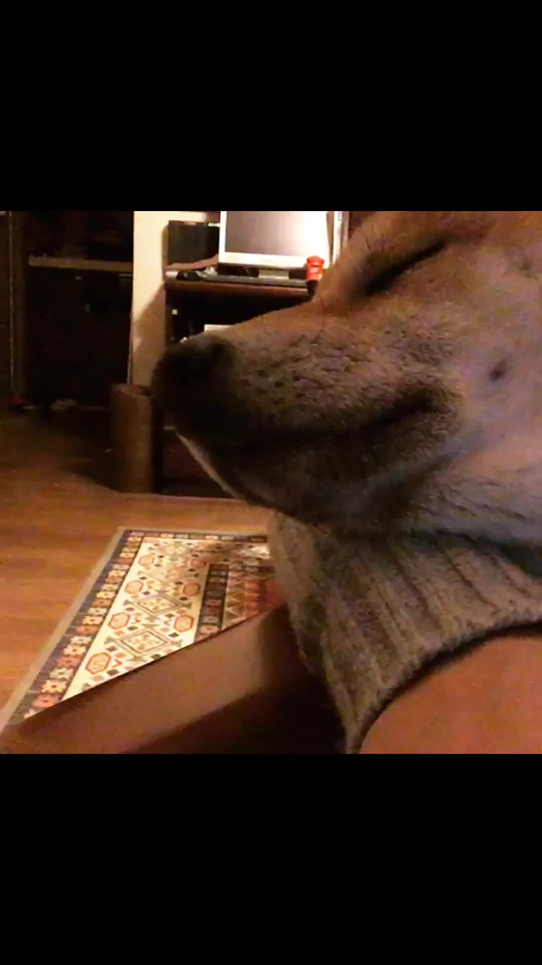 @cute dogs channel