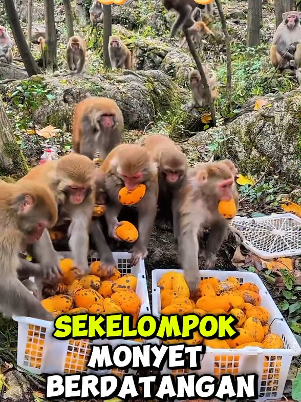 @@waypamungTV