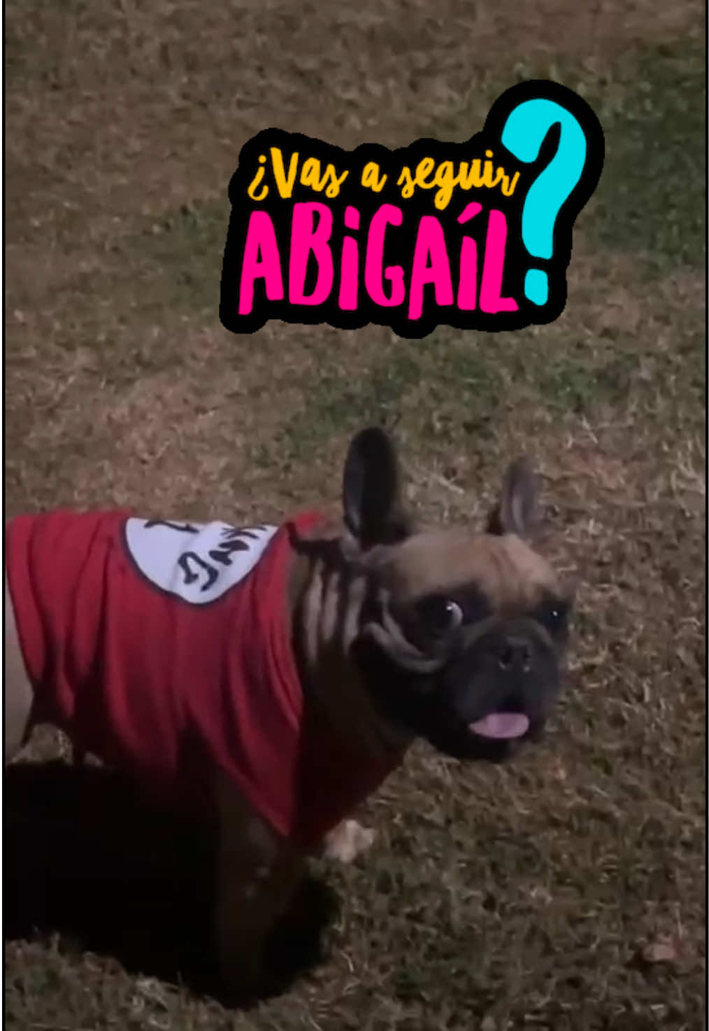 @FrenchBuldog