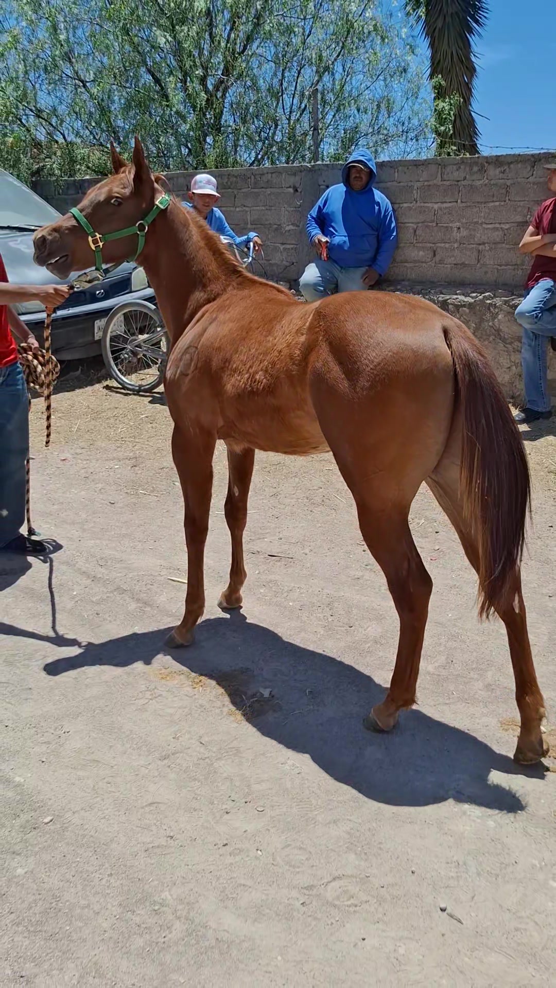 @EvHorses Zacatecas