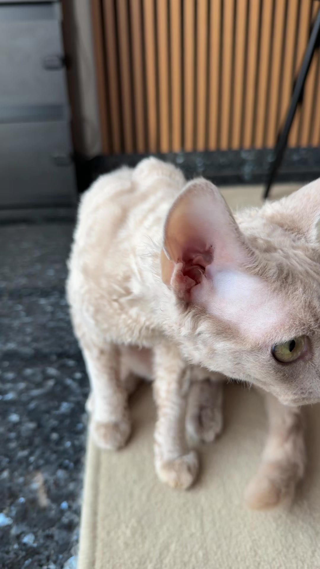 @TugbasCats