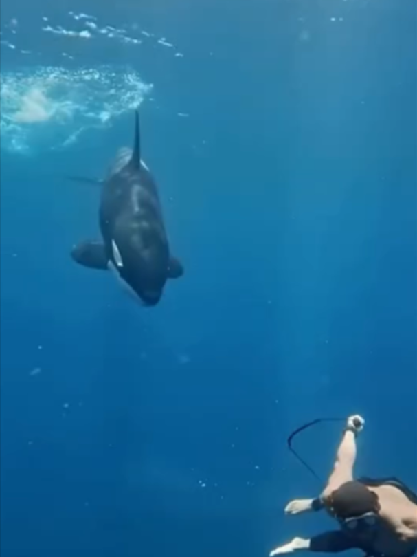 @Mundo dos Animais
