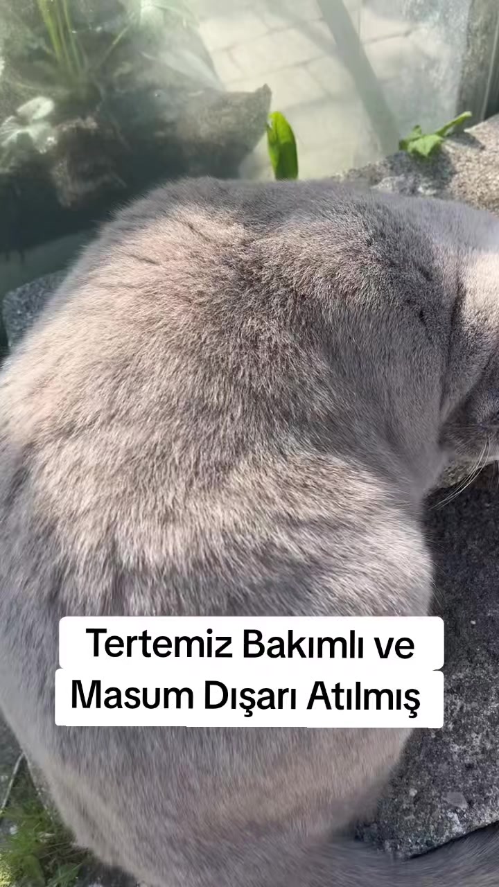 @MUSTAFA38