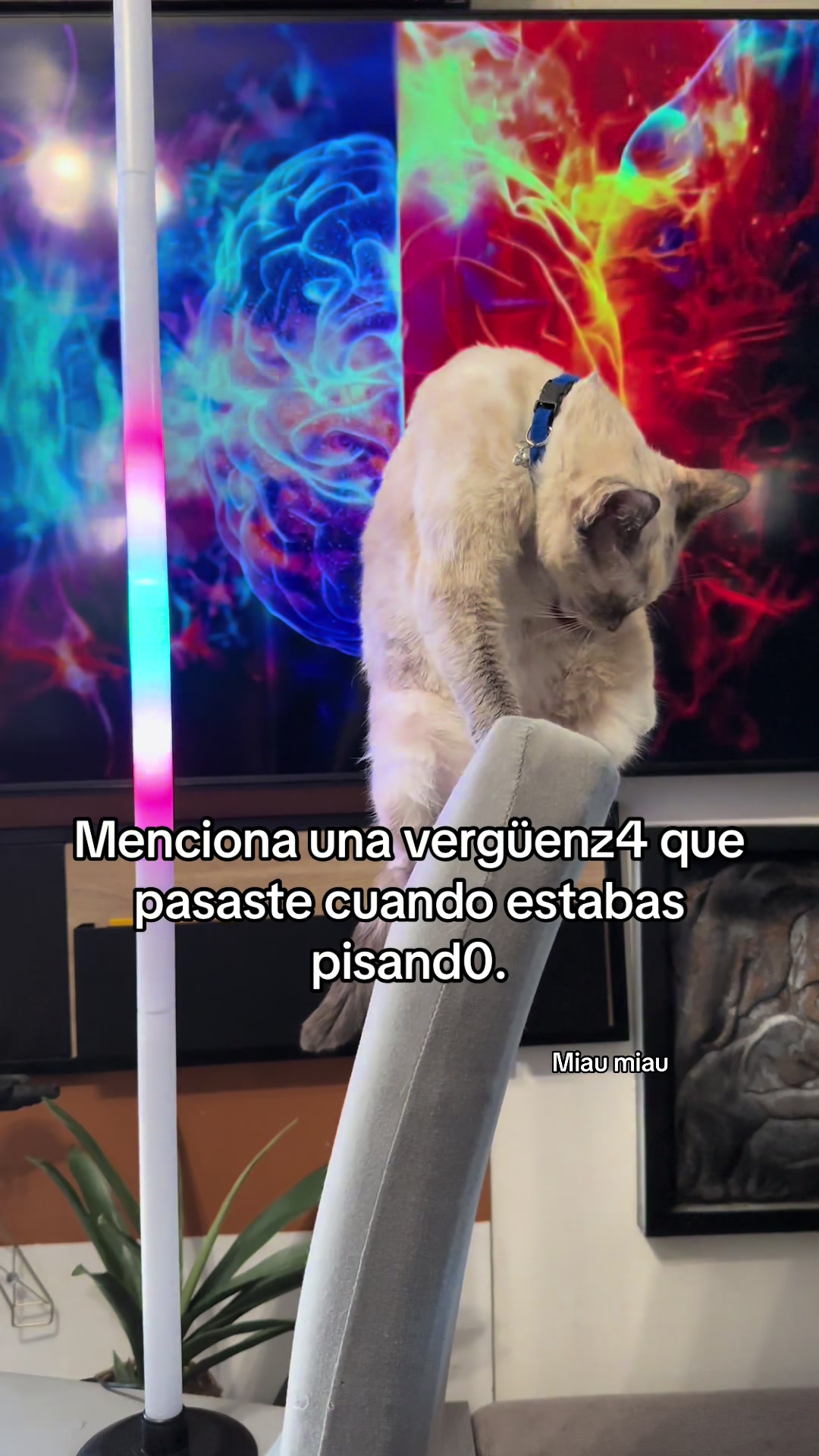 @Rodrigo and Watermelon the cat